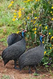 Guinea Fowl Birds That Look Like Turkeys Pin On Animal Husbandry