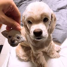 Kai Jennie S Dogs Cocker Spaniel Hayvanlar Legolar Instagram