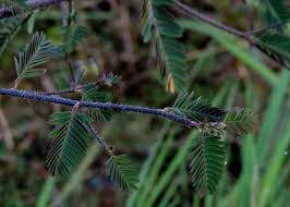 Image result for Aeschynomene sensitiva