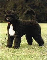 Please click a new state below. Portuguese Water Dog Rescues Portugese Water Dog Rescue Dog Rescue Shelters