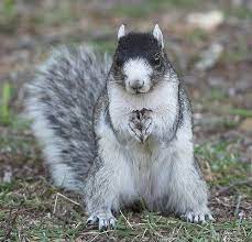 Fox Squirrel Fox Squirrel Baby Animals Animals