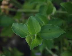 Image result for Commelina nigritana