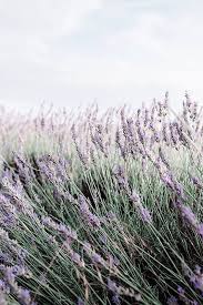 Lavender Close Up By Jovana Rikalo For Stocksy United Lavender Aesthetic Flower Aesthetic Lavender
