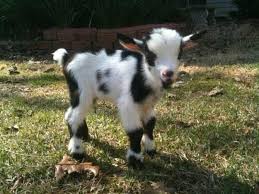 Baby Goat Goats Pygmy Goat Cute Goats