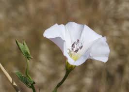 Image result for Convolvulus arvensis