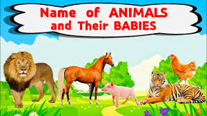 Animals and their young names, baby animal names, names of baby animals and their parents, names of animals, babies and groups; Name Of Animals And Their Babies Science Lesson For Kids Animal Planet Boholana Adviser Youtube