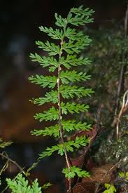 Image result for Asplenium smedsii