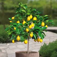 Savez Vous Comment Entretenir Un Citronnier A La Maison Jardin Fruitier Graines D Arbres Arbres En Pots