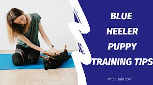 Fortunately, we've got your back with three great australian cattle dog potty training methods. Blue Heeler Puppy Training Tips Petestrain