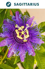 The House Plant To Buy Based On Your Zodiac Sign Plants Passion Flower House Plants