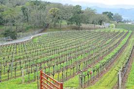 Screaming Eagle Vineyard On The Silverado Trail Just North Of Oakville Cross Road Napa Vineyards Vineyard Napa Valley