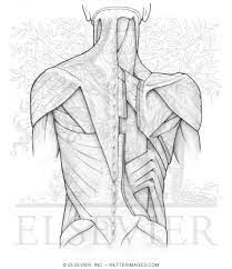 Download and print these the muscular system coloring pages for free. Welcome To Netter Images