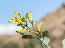 Image result for Nicotiana glauca