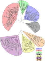 Channel description of sat 1: Foot And Mouth Disease Virus Serotypes Topotypes And Lineages Reference Laboratory For Foot And Mouth Disease