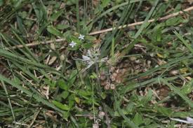 Image result for Ocimum angustifolium