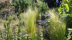 *update* it has been almost 1 year since this video was filmed. Gravel Gardening Mark Laurence S Blog