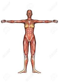 This article looks at female body parts and their functions, and it provides an interactive diagram. 3d Digital Render Of A Female Anatomy Figure With Muscles Map Stock Photo Picture And Royalty Free Image Image 25435003