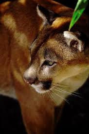 Puma is a foreign representative of large wild cats. Puma