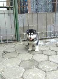 More info dan pembeli serius silahkan. 8 Ide Von Javelline Kennel Jual Anjing Alaskan Malamute Kualitas Super Anjing Malamut Alaska Alas