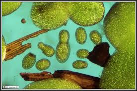 Image result for Wolffia globosa