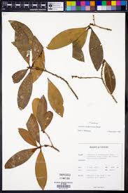 Image result for Andrachne ovalis