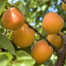 Its late blooming makes it an excellent choice for higher elevations or late frost areas. 7 Of The Best Cold Hardy Apricot Trees Gardener S Path