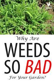 Maybe you would like to learn more about one of these? 5 Reasons Weeds Are Bad For Your Garden New Life On A Homestead