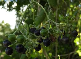 Image result for Jasminum fluminense