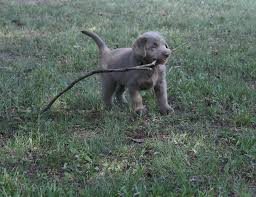 Silver And Black Labrador Retriever Puppies For Sale In Memphis Tennessee Classified Americanlisted Com