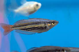 It grows to about 2 1/4 inches (6 cm) in length. Zebra Danios Keep Dying 6 Easy Solutions Pet Fish Online