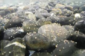 How many times so koi spawn per year. Koi Spawning Next Day Koi