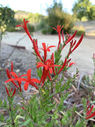 Image result for Anisacanthus