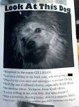 Image result for lost dog signs