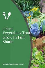 Understanding your garden's sunlight conditions 5 Best Vegetables That Grow In Full Shade