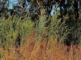 Image result for Andropogon gayanus