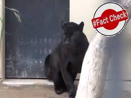 Cat watches g.i jane on tv. Fact Check Did Locals Spot Black Panther At Golconda Mosque