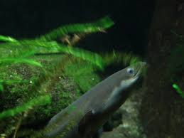 Eel (order anguilliformes), any of more than 800 species of teleost fishes characterized by elongate wormlike bodies. European Eel Naturescot