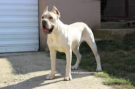 Black Boerboel Puppies For Sale In Durban Cane Corso Europe Breeder Puppies Kennel Italian Mastiff In 2020 Cane Corso Cane Corso Dog Corso Dog