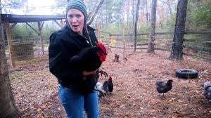 With hens only a few pounds lighter. Jersey Giant Rooster Youtube