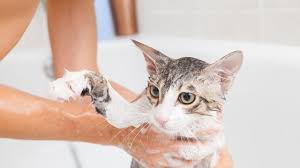 Gunakan shampoo penghilang kutu alami. 11 Cara Menghilangkan Telur Kutu Pada Kucing Secara Alami Praktis Dan Efektif Hot Liputan6 Com