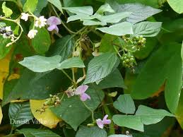 Image result for Dolichos trilobus