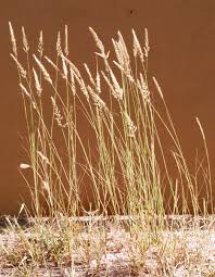 Image result for Enneapogon cenchroides