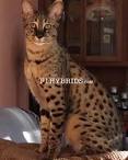 F1 Savannahs F2 Savannah Cats F3 Kittens F4 Cat Breeder ...