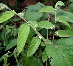 Image result for Grewia glandulosa