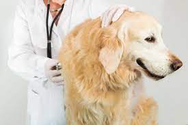 Canine Liver Disease Maxxipaws