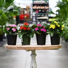 Image result for Kalanchoe calandiva