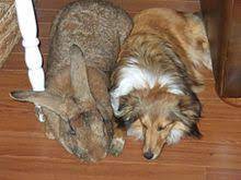 Flemish giant rabbits are the largest breed of rabbit. Flemish Giant Rabbit Wikipedia