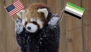 Please Follow Iloveredpandas A Red Panda Holding My Countrys And Orientations Flag Redpanda Panda Cutebear Bear Animal Firefo In 2020 Panda Bear Red Panda Panda