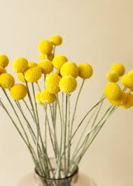 These are commonly called billy buttons or known as woollyheads. Pack Of 25 Dried Billy Button Craspedia In Yellow Yellow Flower Arrangements Billy Buttons Dried Flowers Wedding