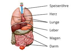 Die bentigten grundsubstanzen sind qi, blut, jing, shen und die sfte. Organe Mensch Einfach Erklart I Inkl Ubungen